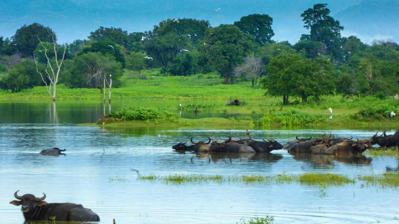 Suncity Privacy Cottages Udawalawe Luaran gambar